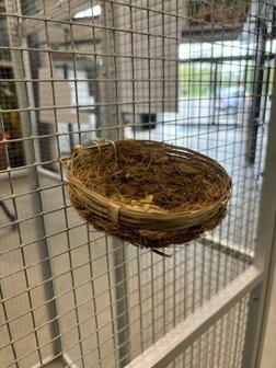 kanarie nest cocos -pitriet groot