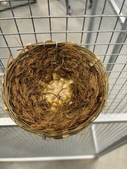 kanarie nest cocos - pitriet groot 