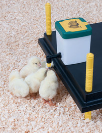 Kuikendrinkfles met klapdeksel 0.5 liter Kuikendrinkfles met klapdeksel 0.5 liter